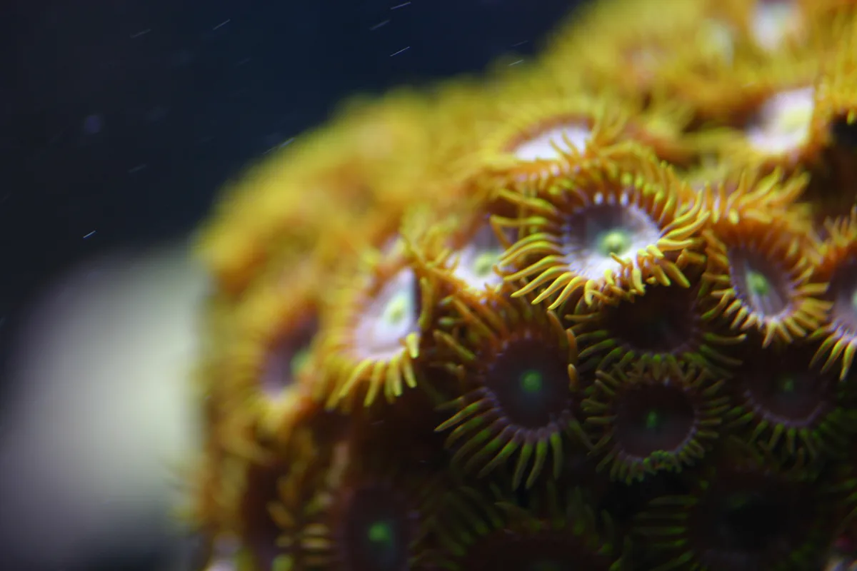 IMG_7390.JPG (in captivity)