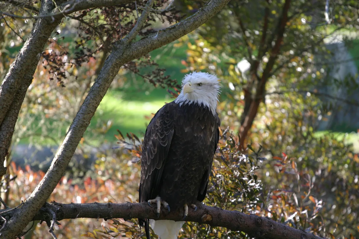 IMG_8769.JPG (in captivity)