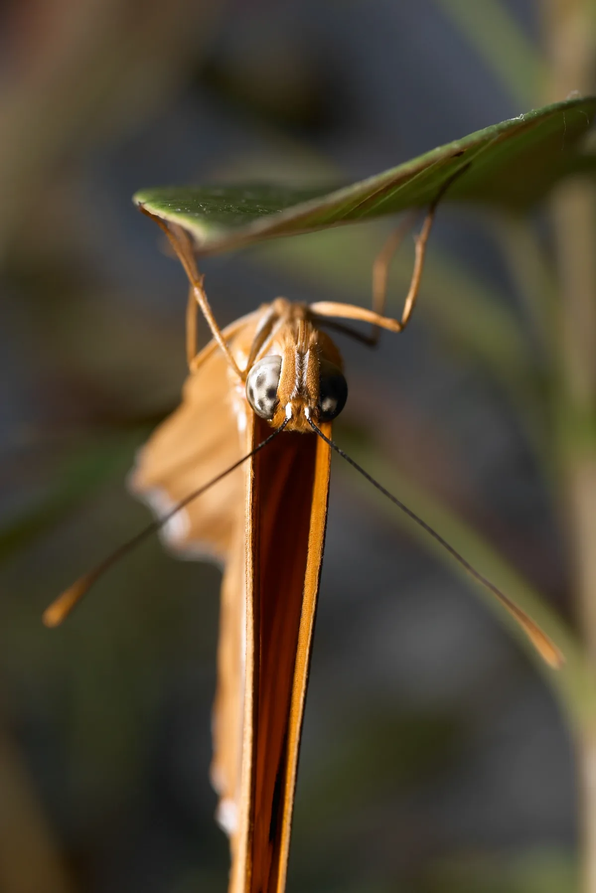 CRW_6846.JPG (in captivity)
