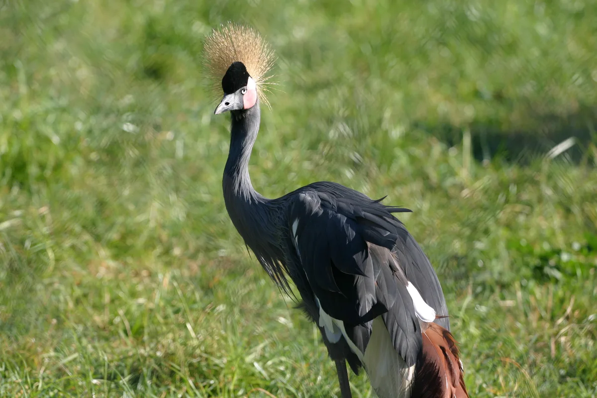 IMG_8794.JPG  (in captivity)