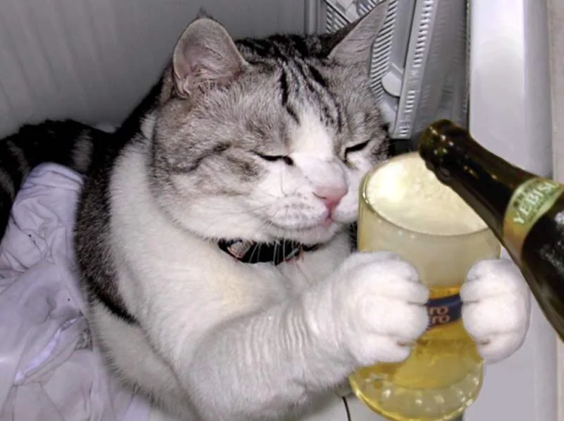 drunk_kittah.jpg