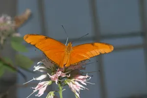 CRW_6845.jpg (in captivity)