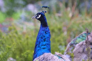 IMG_4802.JPG (in captivity)