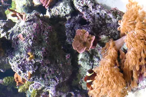 IMG_7400.JPG (in captivity)