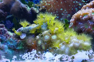 IMG_2545.JPG (in captivity)