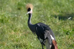 IMG_8794.JPG  (in captivity)