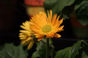 Canon EF 50mm f/1.4 USM