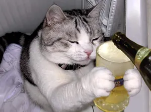 drunk_kittah.jpg
