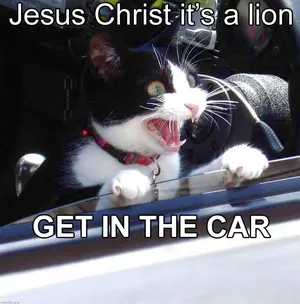 lioncarcat.jpg