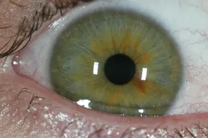 Canon EF 100mm f2.8 Macro USM